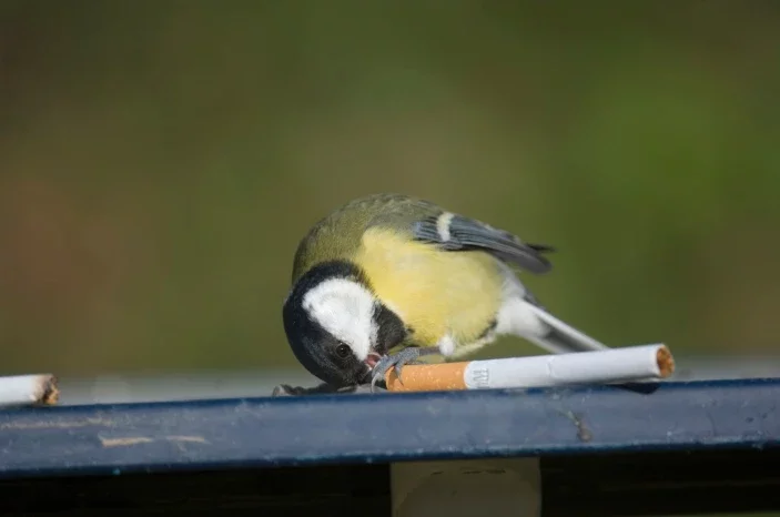City birds use cigarette butts to smoke out parasites